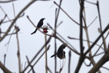 Black Drongo 台中都会公園(台湾) Mon, 1/29/2024