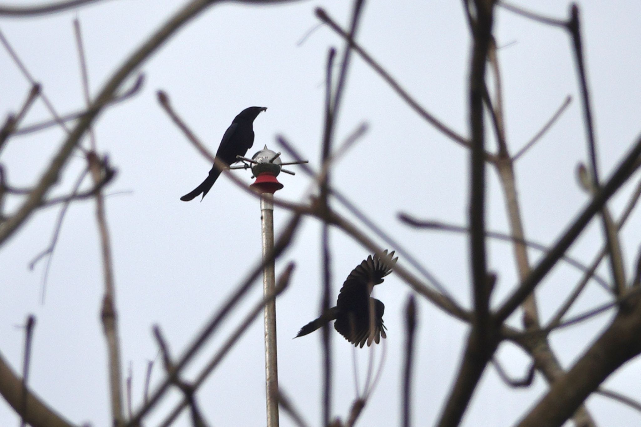 Black Drongo