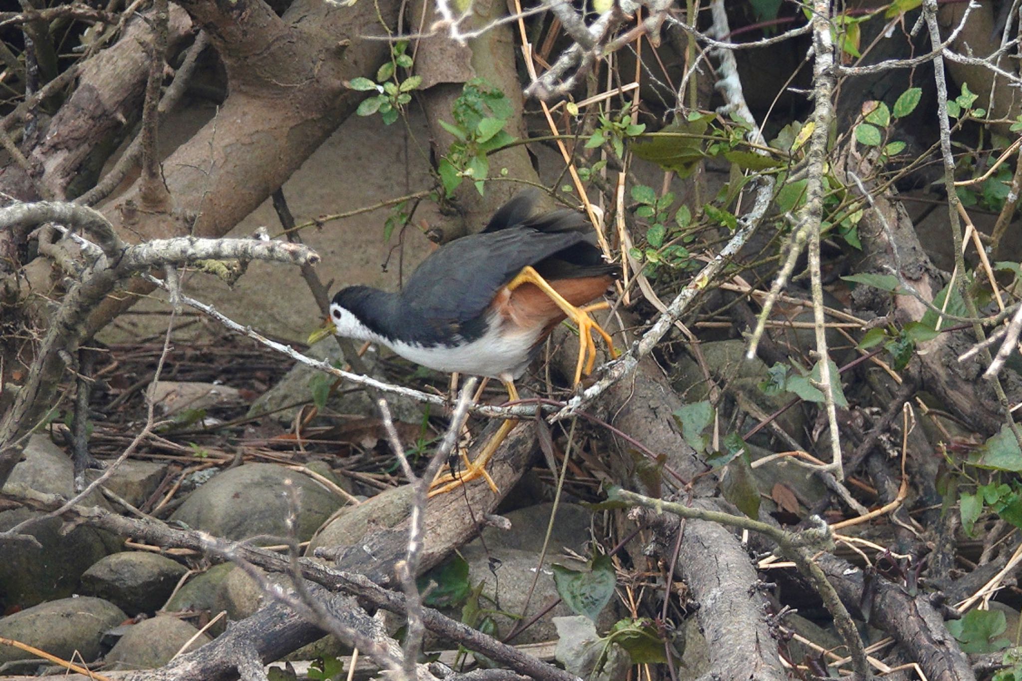 White-breasted Waterhen