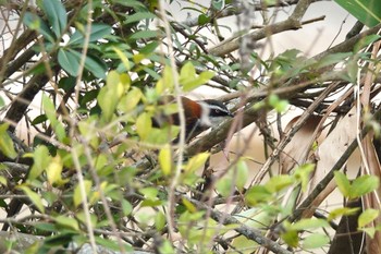 Taiwan Scimitar Babbler 台中都会公園(台湾) Sun, 1/28/2024