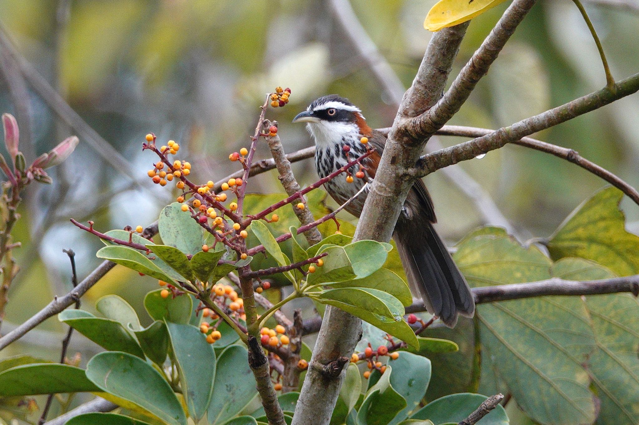 Photo of Taiwan Scimitar Babbler at 台中都会公園(台湾) by のどか