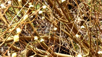 Grey Bunting 滋賀県多賀町ミツマタ群生地 Sat, 3/16/2024