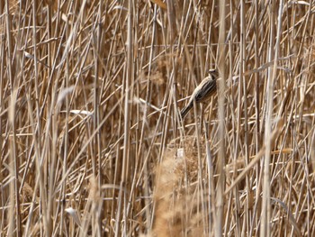 Common Reed Bunting Tokyo Port Wild Bird Park Sat, 3/16/2024