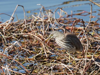 Chinese Pond Heron Teganuma Sat, 3/16/2024