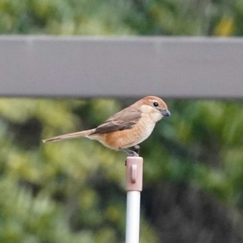 Bull-headed Shrike 観音崎公園 Sat, 3/16/2024