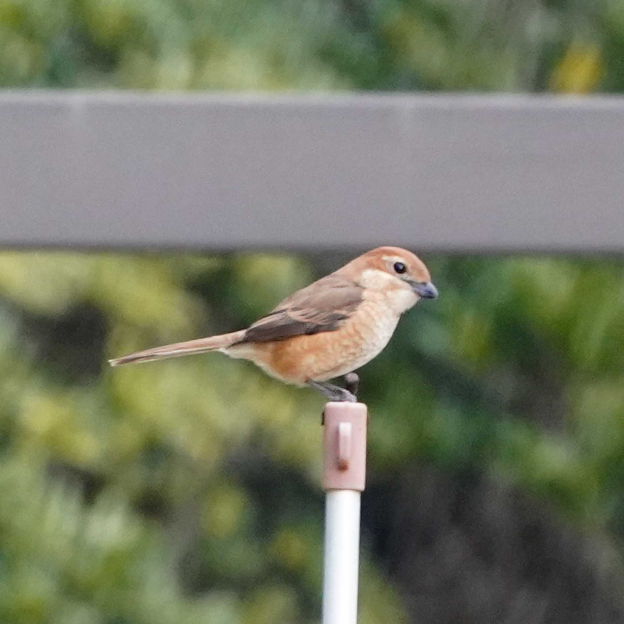 Photo of Bull-headed Shrike at 観音崎公園 by misa X