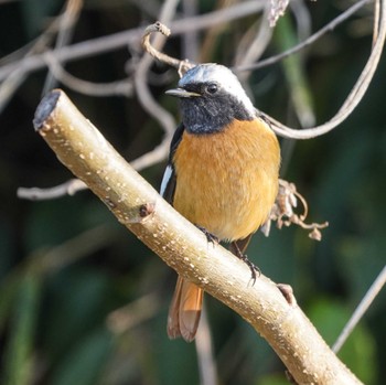 Daurian Redstart 観音崎公園 Sat, 3/16/2024