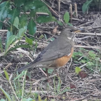 Brown-headed Thrush 観音崎公園 Sat, 3/16/2024