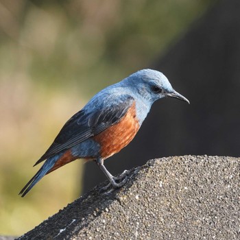 Blue Rock Thrush 観音崎公園 Sat, 3/16/2024