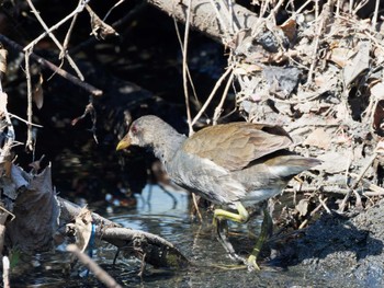 Common Moorhen Teganuma Sat, 3/16/2024