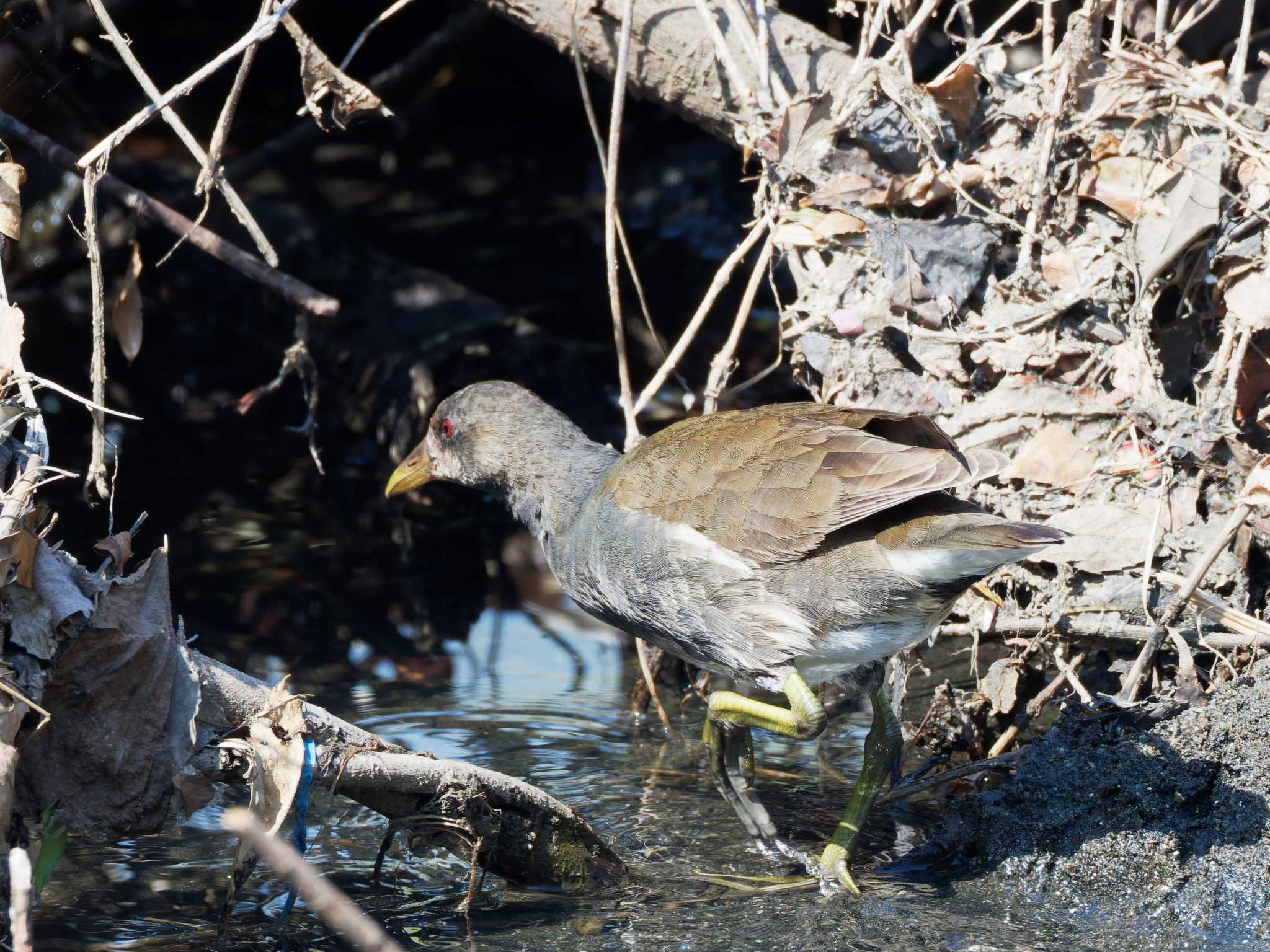 Common Moorhen