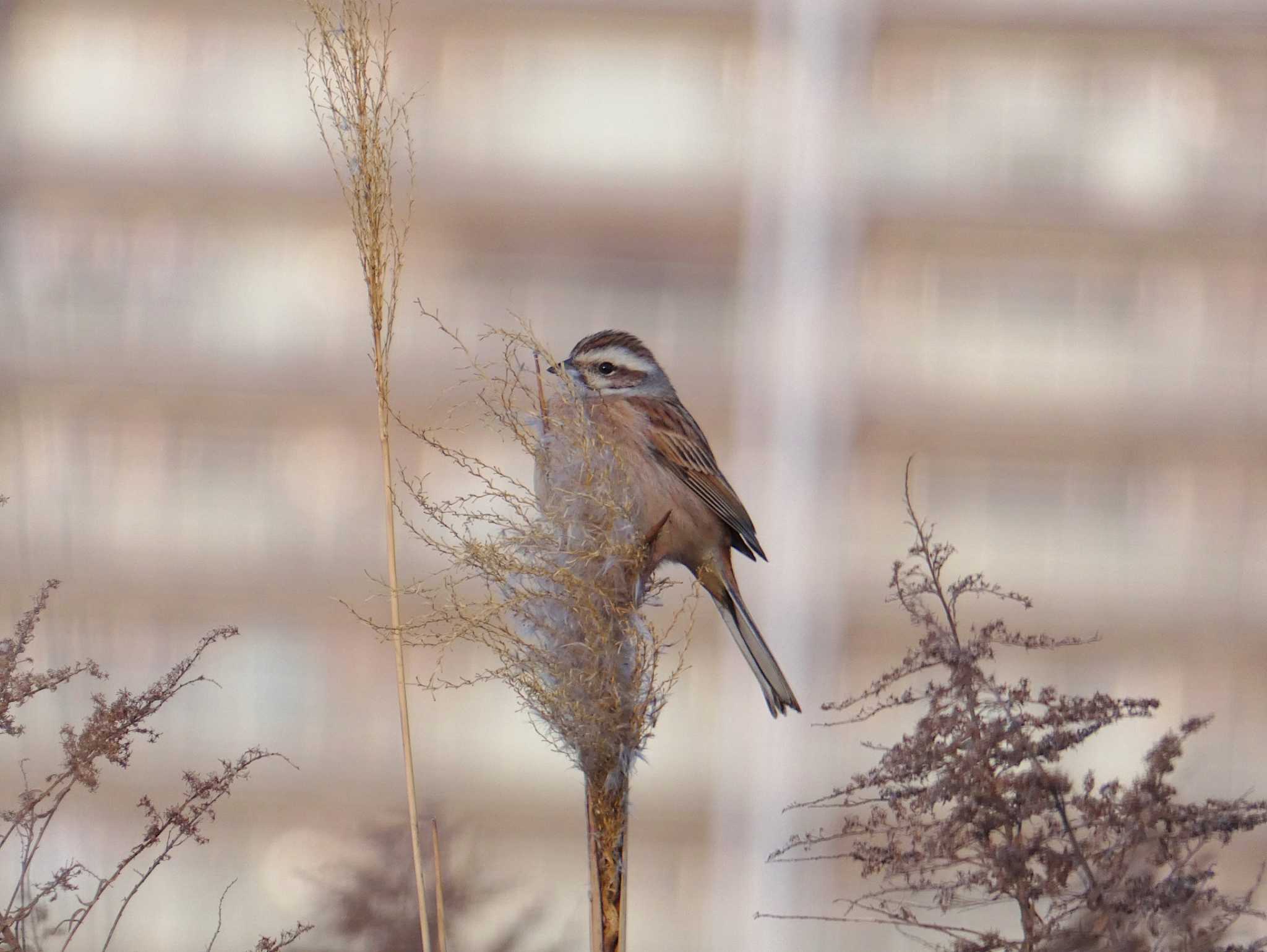 Meadow Bunting