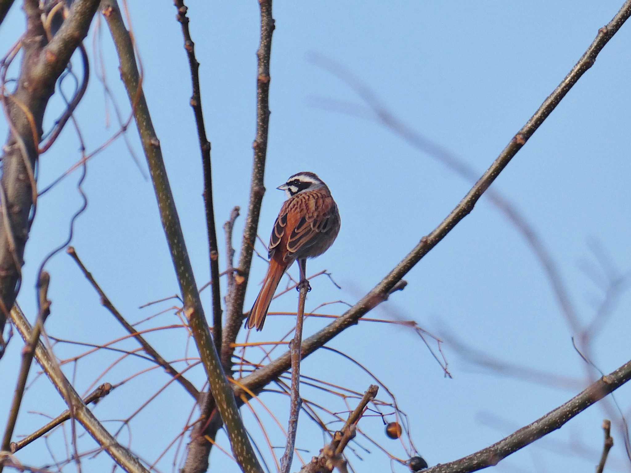 Meadow Bunting