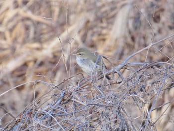 Sat, 3/16/2024 Birding report at 淀川河川公園