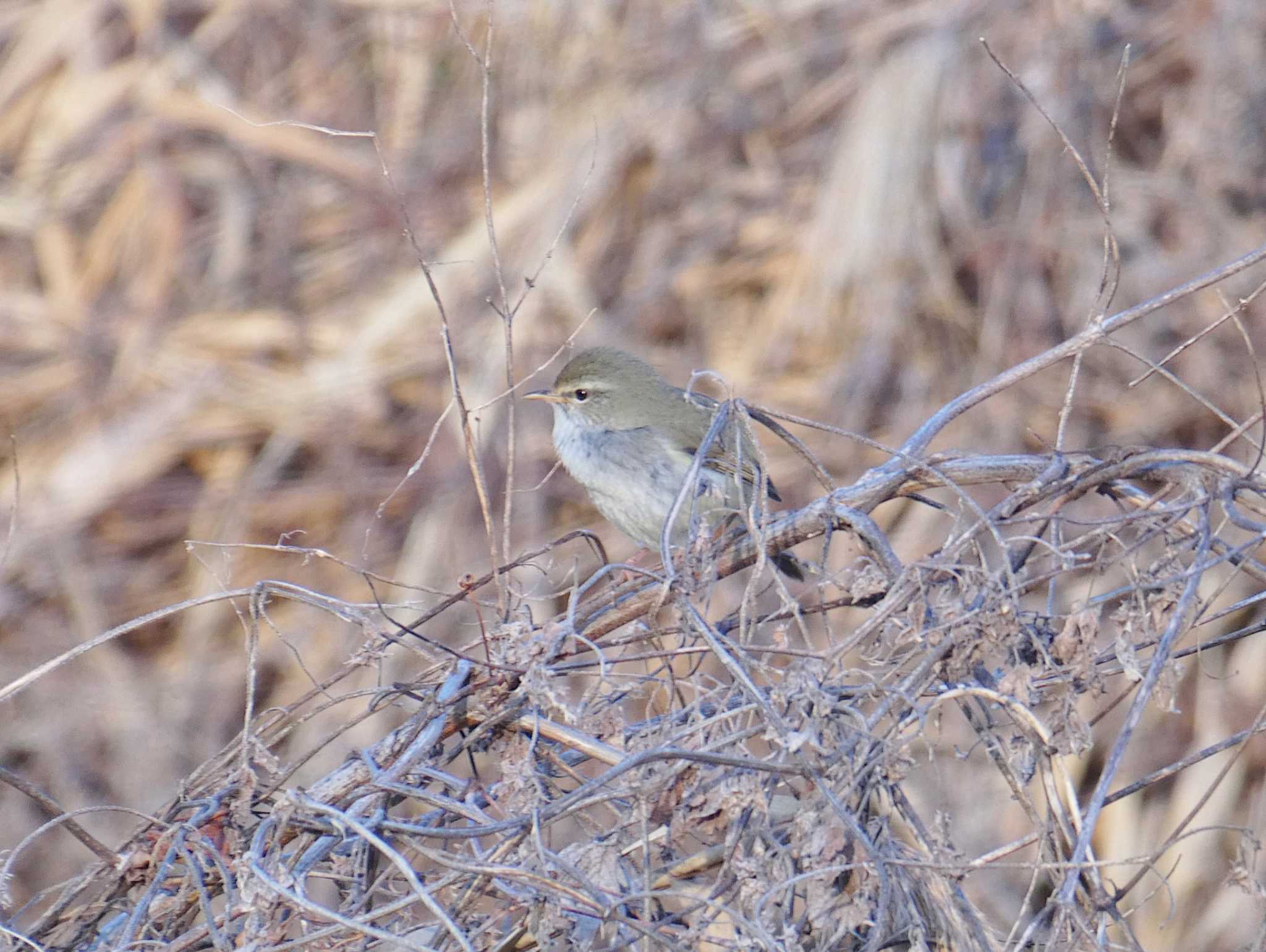 Photo of Japanese Bush Warbler at 淀川河川公園 by Toshihiro Yamaguchi