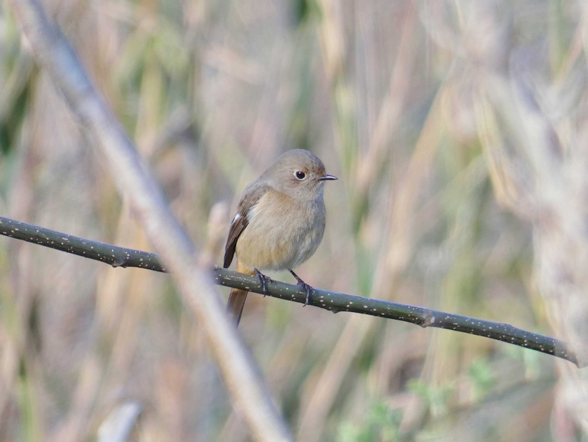 Photo of Daurian Redstart at 淀川河川公園 by Toshihiro Yamaguchi