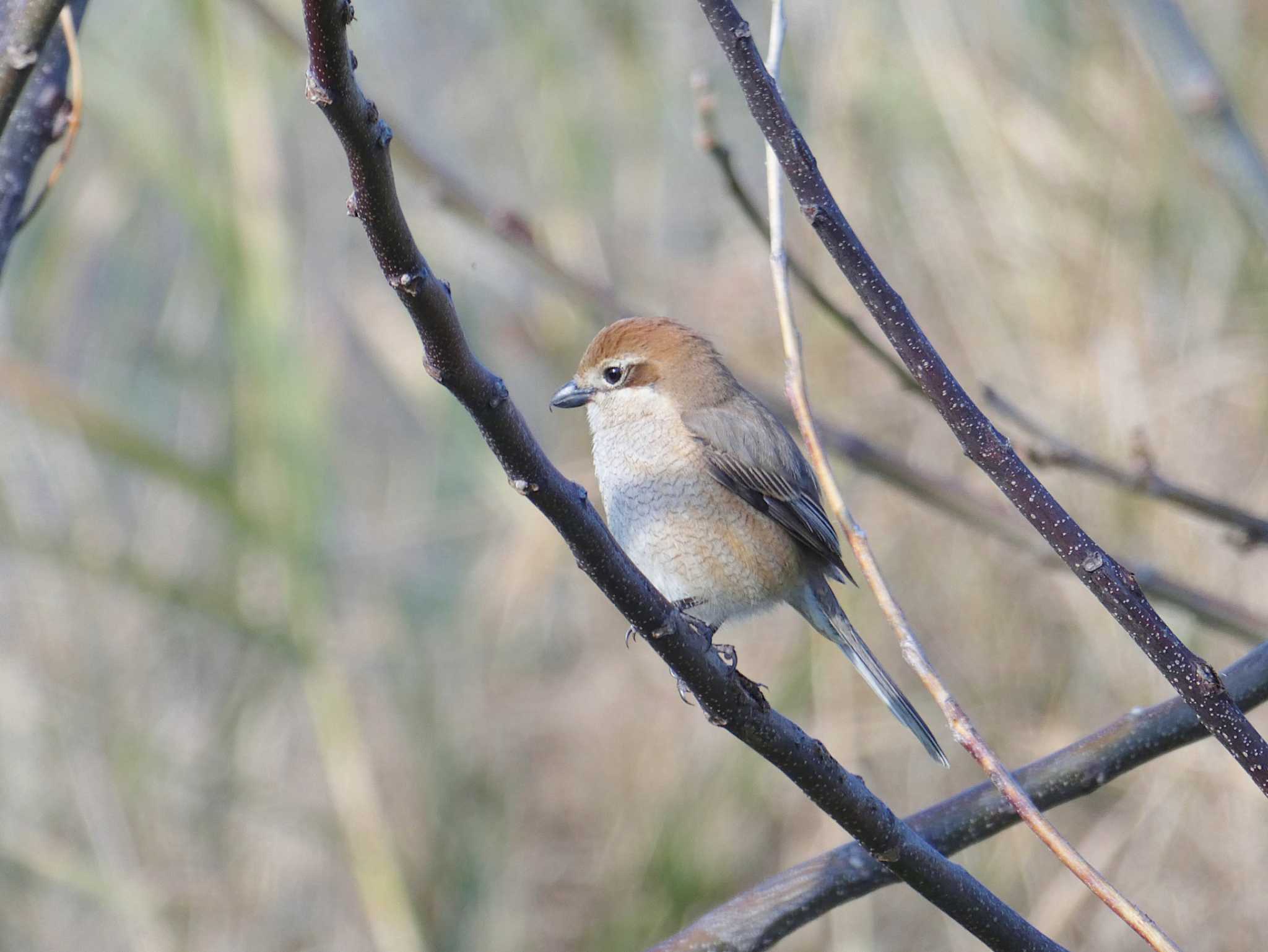 Photo of Bull-headed Shrike at 淀川河川公園 by Toshihiro Yamaguchi