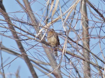 Eurasian Wryneck 淀川河川公園 Sat, 3/16/2024