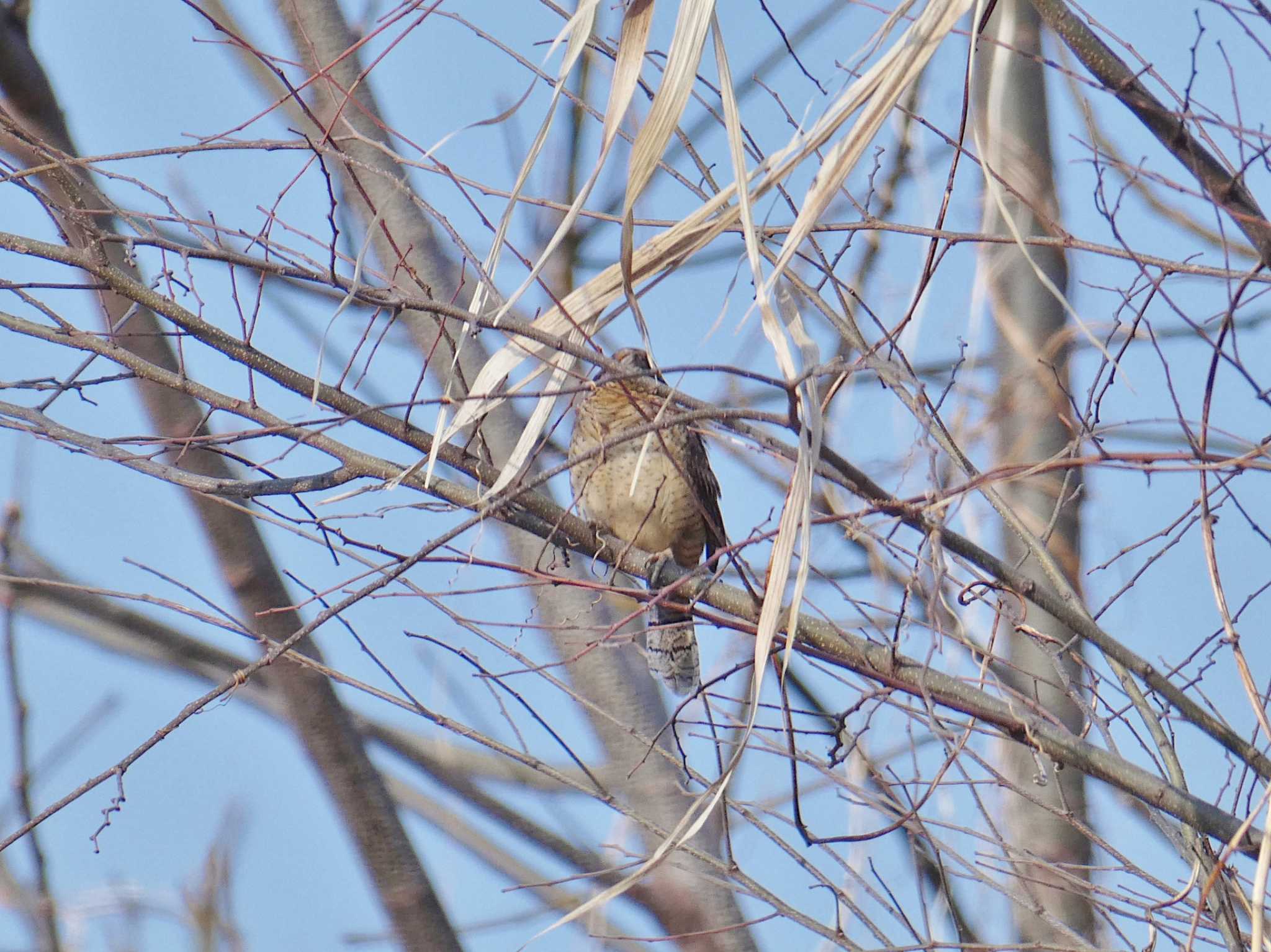 Eurasian Wryneck