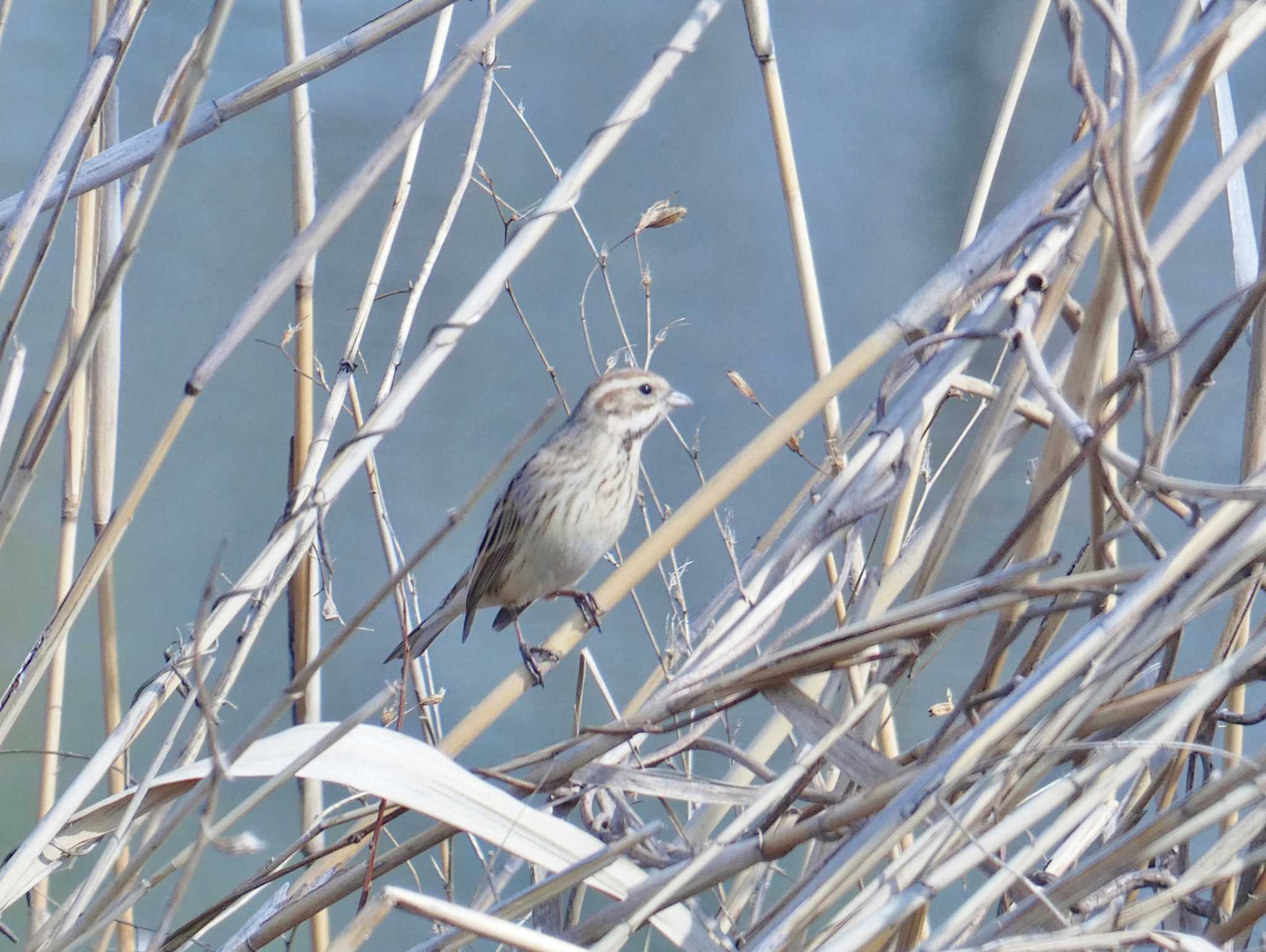 Common Reed Bunting