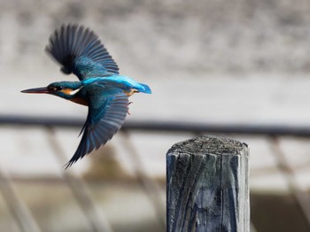 Common Kingfisher Teganuma Sat, 3/16/2024