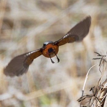 Daurian Redstart Teganuma Sat, 3/16/2024