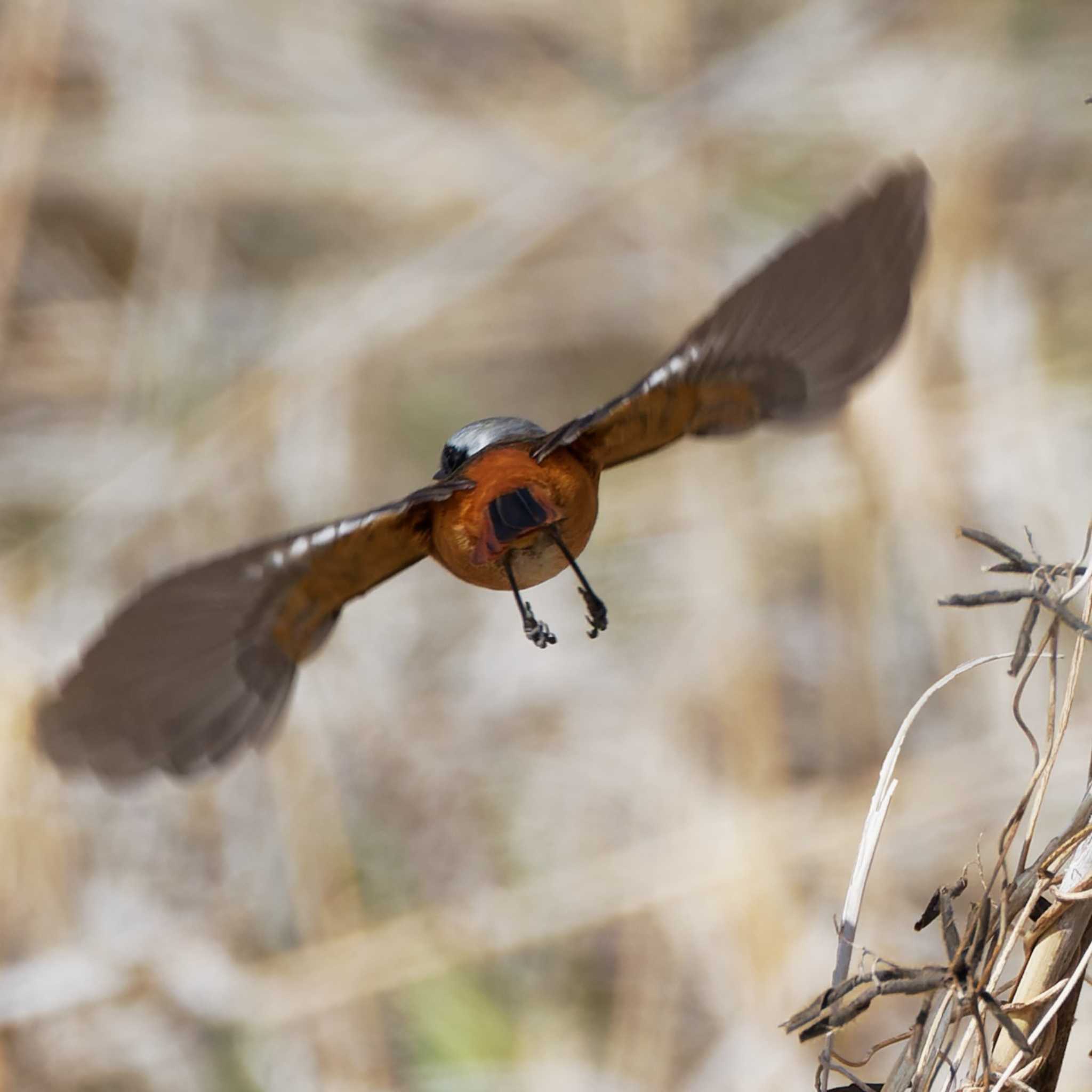 Daurian Redstart