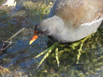 2024年3月16日(土) 山崎川中流域の野鳥観察記録