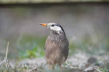 ムクドリ 泉の森公園 2024年3月16日(土)