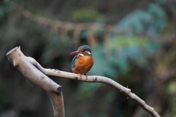 カワセミ 泉の森公園 2024年3月16日(土)