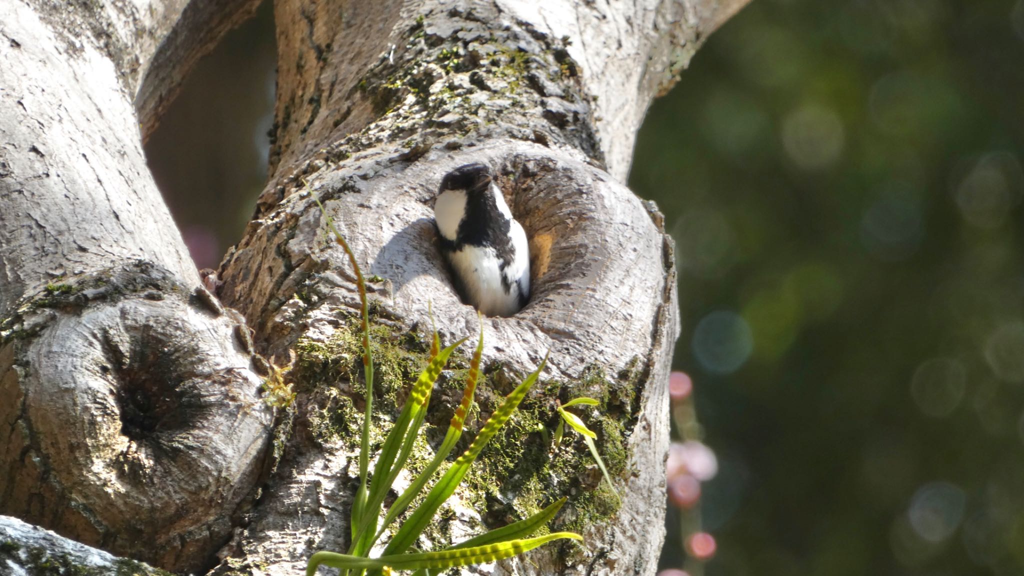 Japanese Tit