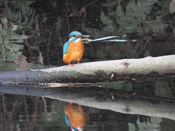 Common Kingfisher 木曽川河跡湖公園 Sat, 3/16/2024