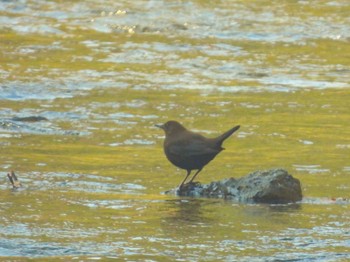 Brown Dipper 陣馬山 Sat, 3/16/2024