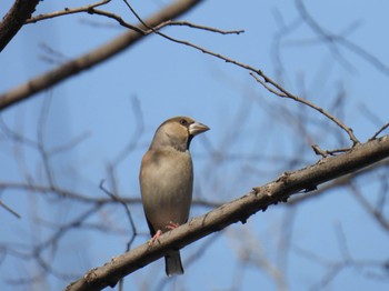 Hawfinch 木曽川河跡湖公園 Sat, 3/16/2024