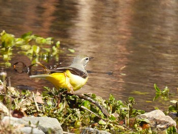 Grey Wagtail 陣馬山 Sat, 3/16/2024