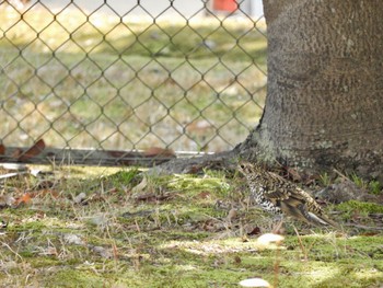 2024年3月16日(土) 京都府木津川市の野鳥観察記録