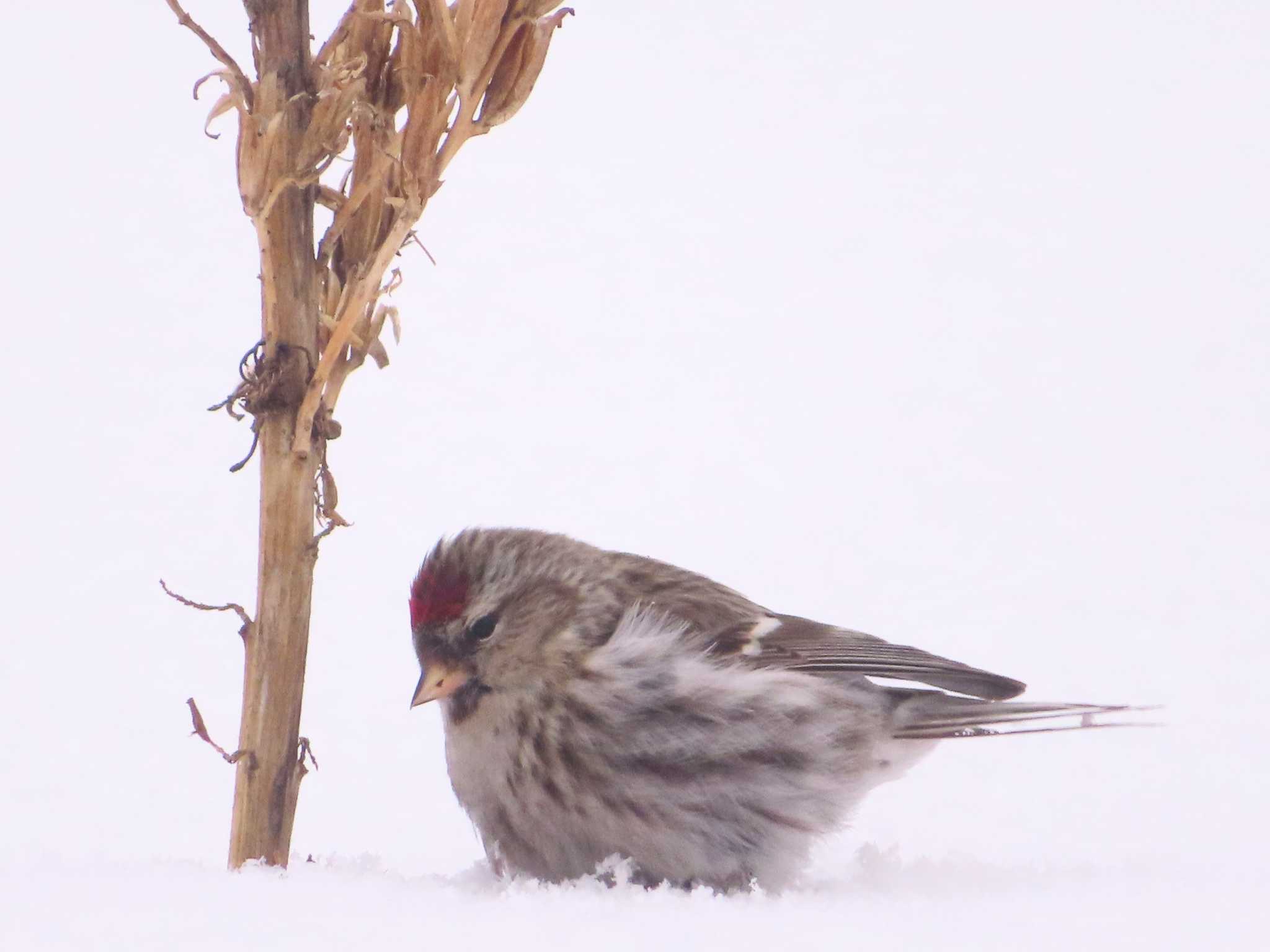 Photo of Common Redpoll at Makomanai Park by ゆ