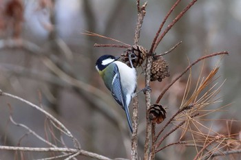 Japanese Tit Arima Fuji Park Sat, 3/9/2024