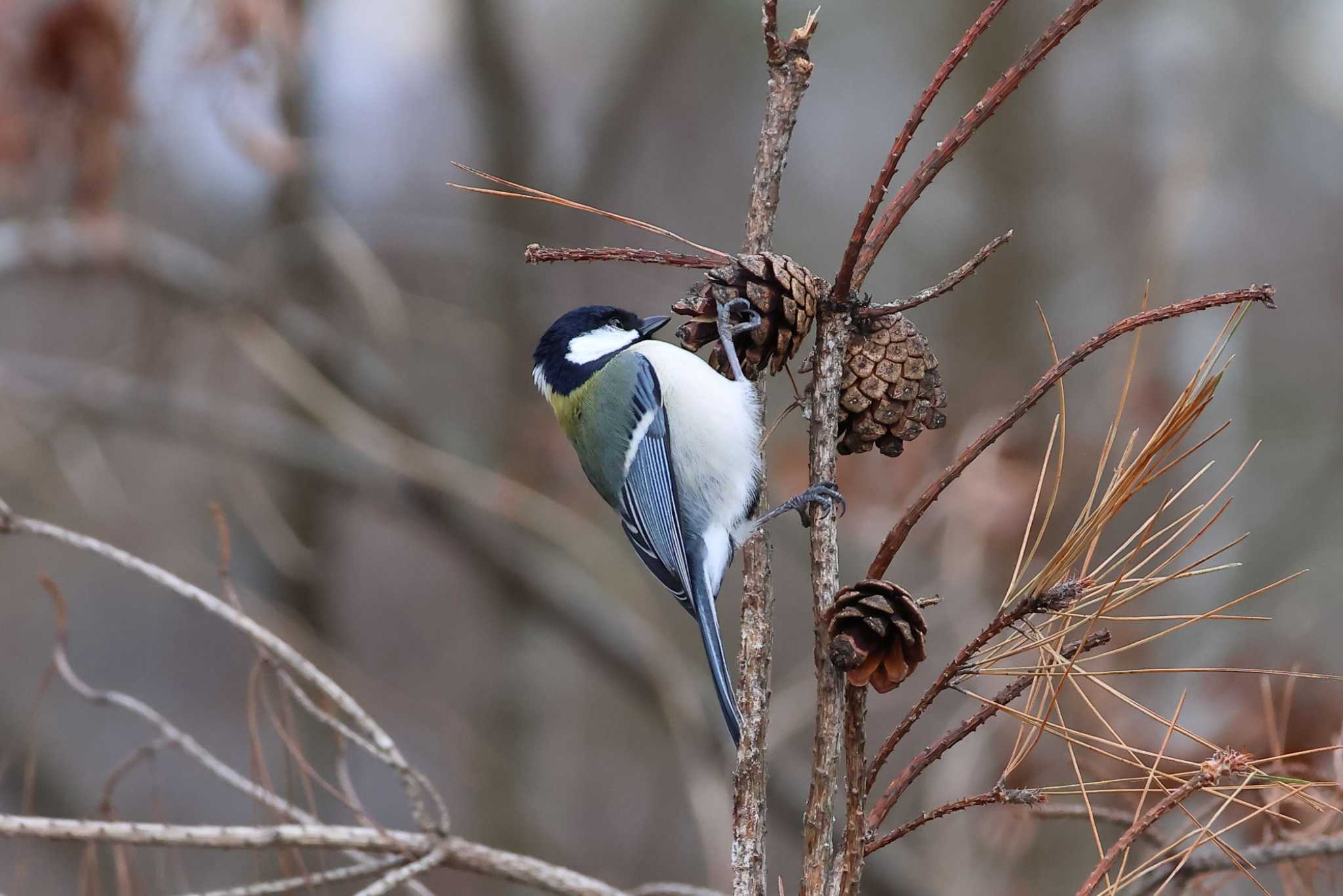 Photo of Japanese Tit at Arima Fuji Park by いわな