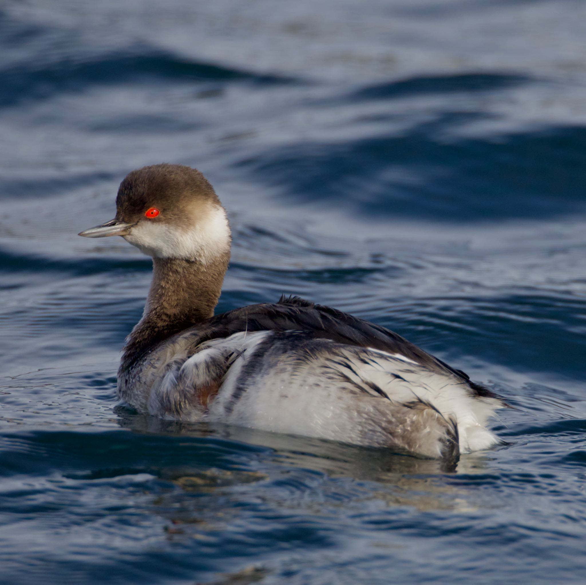 Photo of Black-necked Grebe at 岩手県 by ハゲマシコ