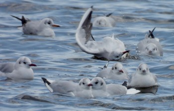 Black-headed Gull 荒子川公園 Fri, 3/8/2024