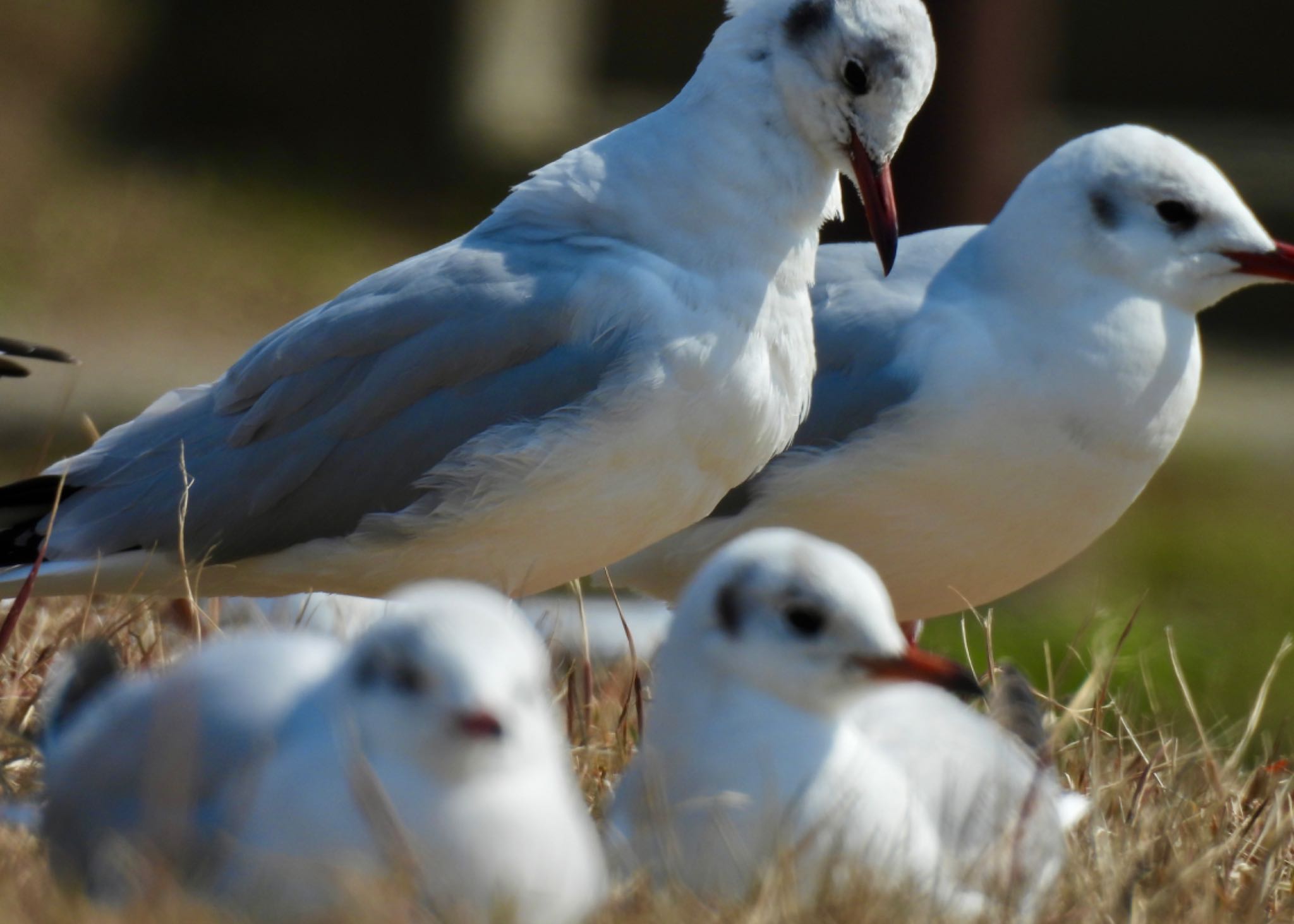 Black-headed Gull