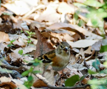 2024年3月16日(土) 水元公園の野鳥観察記録