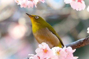 Warbling White-eye Machida Yakushiike Park Sat, 3/16/2024