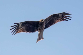 Black Kite 木瀬ダム(愛知県 豊田市) Sat, 3/16/2024