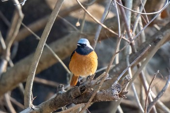 Daurian Redstart 木瀬ダム(愛知県 豊田市) Sat, 3/16/2024