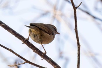 Japanese Bush Warbler 木瀬ダム(愛知県 豊田市) Sat, 3/16/2024