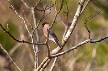 Eurasian Bullfinch 木瀬ダム(愛知県 豊田市) Sat, 3/16/2024