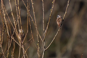 Meadow Bunting 木瀬ダム(愛知県 豊田市) Sat, 3/16/2024