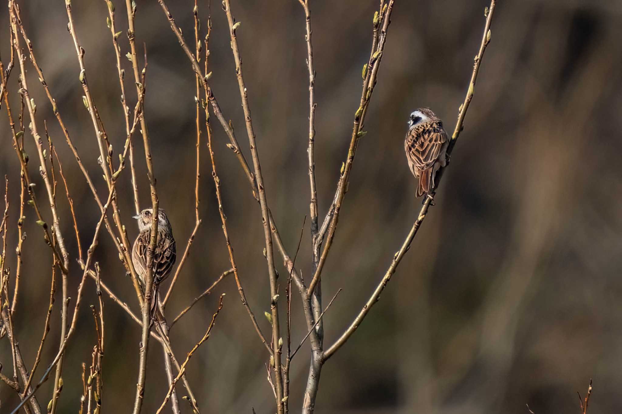 Photo of Meadow Bunting at 木瀬ダム(愛知県 豊田市) by porco nero